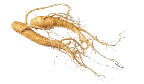 Ginseng Panax